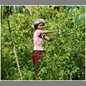 thumbnail Indonesia, Bali