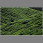 thumbnail India